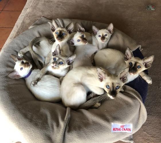 62158250_769915866736173_5415519904134594560_n