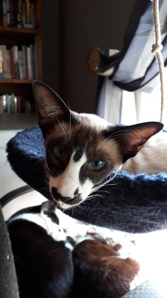 WhatsApp Image 2020-04-13 at 15.02.46-3