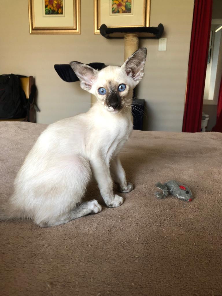 WhatsApp Image 2020-04-13 at 15.03.01-2