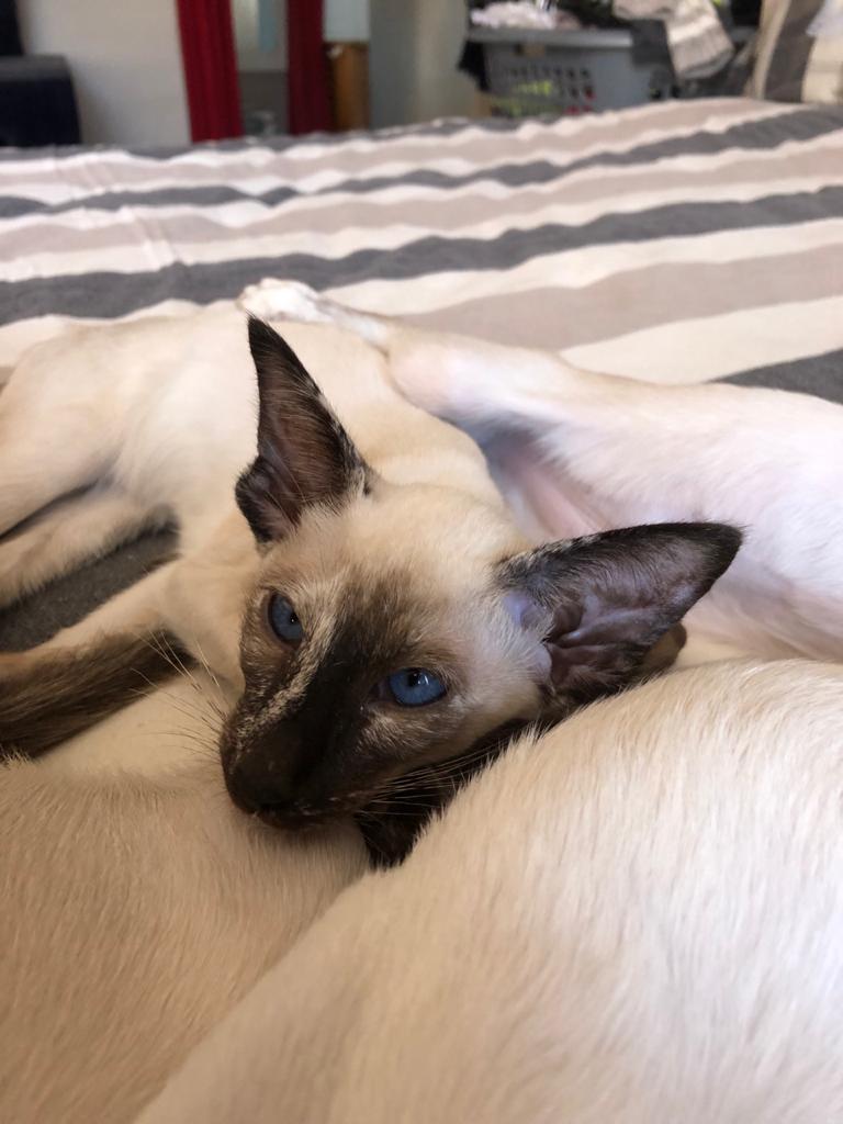 WhatsApp Image 2020-04-13 at 15.03.01-3