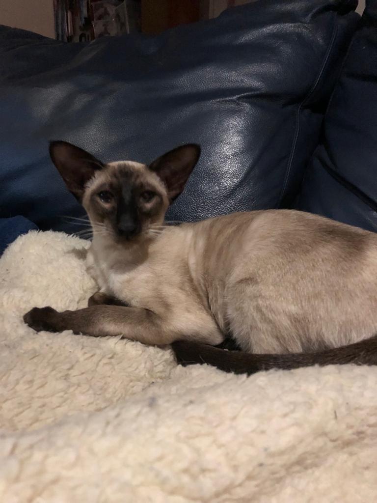 WhatsApp Image 2020-04-13 at 15.03.01